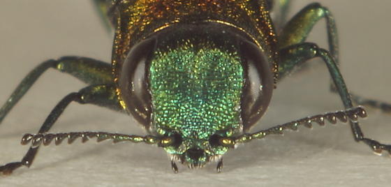 Agrilus smaragdifrons